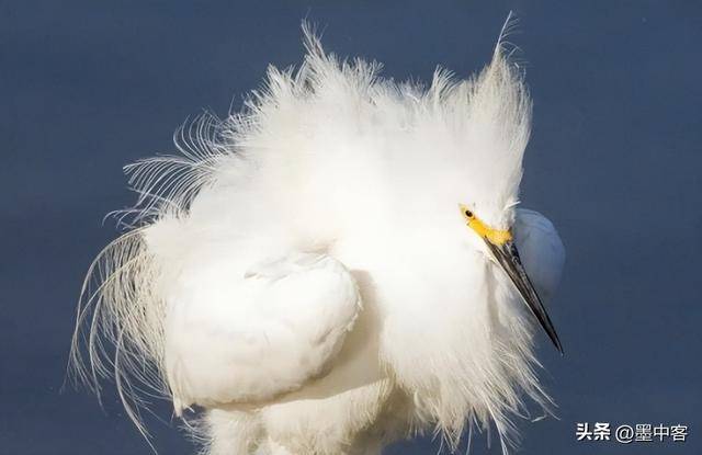 58万创新高低于500元的小心是假货开元棋牌试玩羽绒服要涨价了！鸭绒每吨(图6)