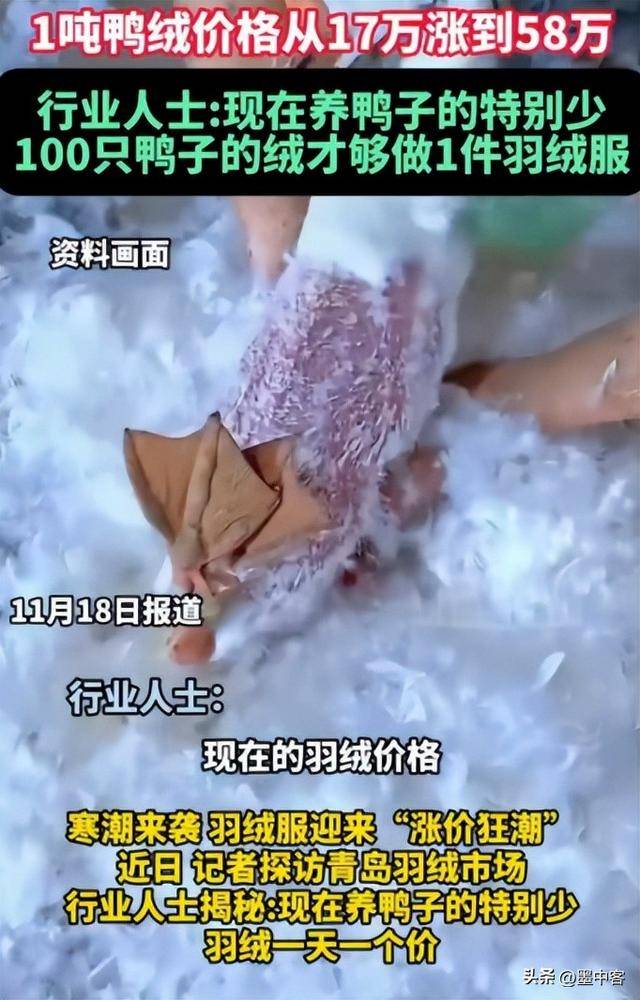 58万创新高低于500元的小心是假货开元棋牌试玩羽绒服要涨价了！鸭绒每吨(图8)